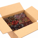buy colorful succulents pack pink purple red online, mixed pink purple red succulents bundle for home decor, colorful rosette succulents pink purple red shades, low maintenance colorful succulents for beginners