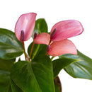Anthurium &#39;Purple&#39; for sale, easy to grow houseplants, buy live plants online, Anthurium live plants