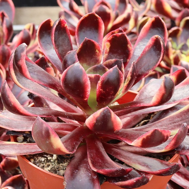 Aeonium 'Superbang'