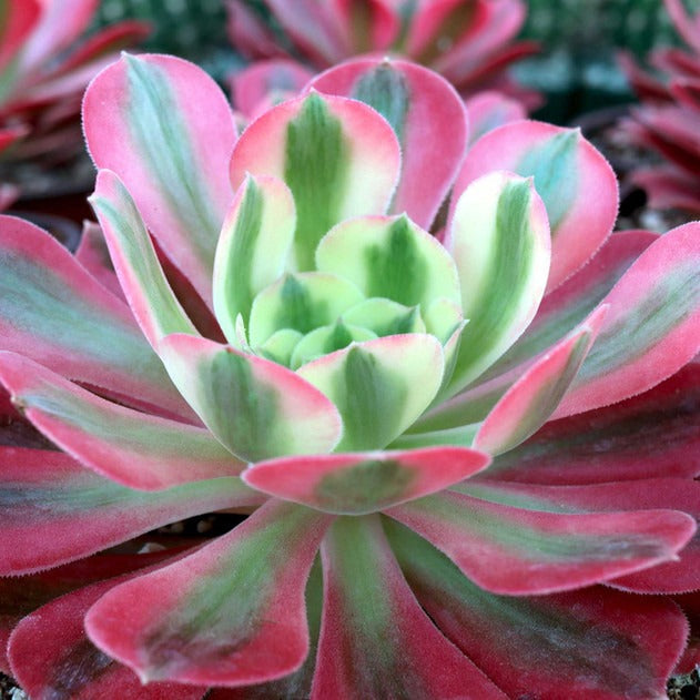 Aeonium 'Pink Witch'