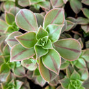 buy Aeonium 'Wheels of Stripification' live succulent 2 inch online, striking rosettes with striped green and creamy-yellow leaves, fleshy textured foliage in a spiraling pattern, drought-tolerant and sun-loving succulent, low-maintenance indoor or outdoor plant, elegant modern shelf accent, perfect rare succulent gift for collectors