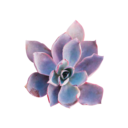 Echeveria Afterglow