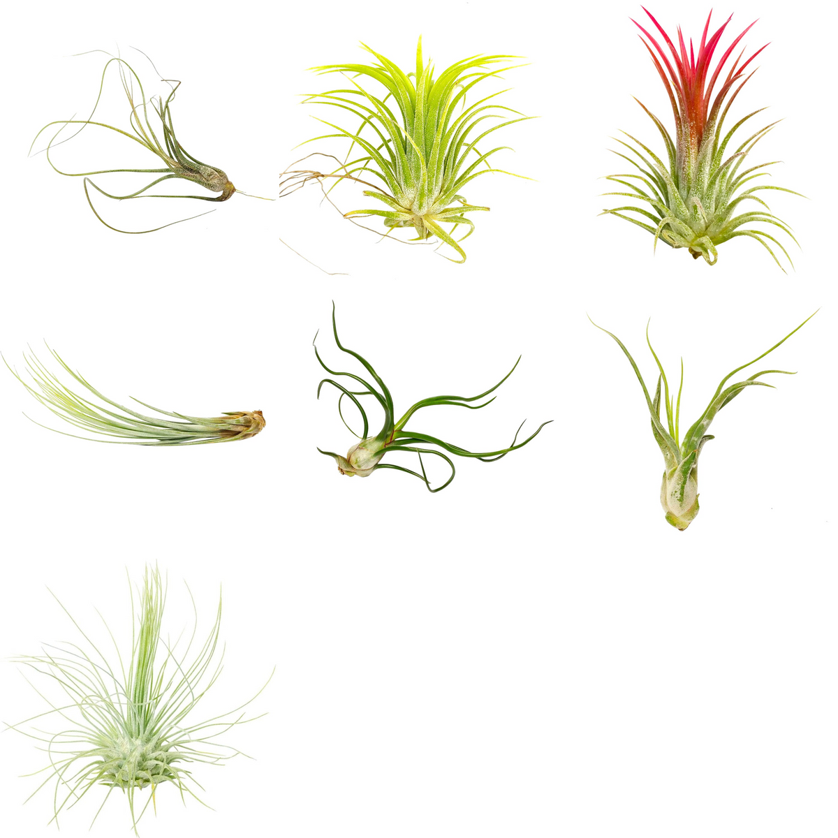 7 Air Plant Variety Pack, Tillandsia Variety Pack for sale, Easy Care Air Plants, Unique Houseplant Gift, Air Purifying Plants for your Home