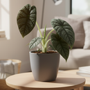 Alocasia Melo for sale, buy Alocasia Melo online, unique houseplants, live plants for sale, plant shops in ca