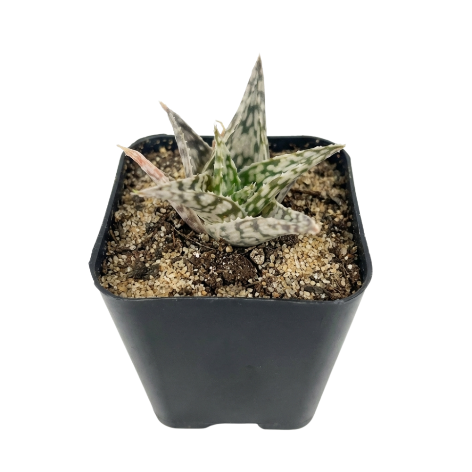 4 inch Aloe Blizzard for sale, easy to care indoor plants, buy Aloe Blizzard online, rare 4 inch succulents