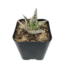 4 inch Aloe Blizzard for sale, easy to care indoor plants, buy Aloe Blizzard online, rare 4 inch succulents