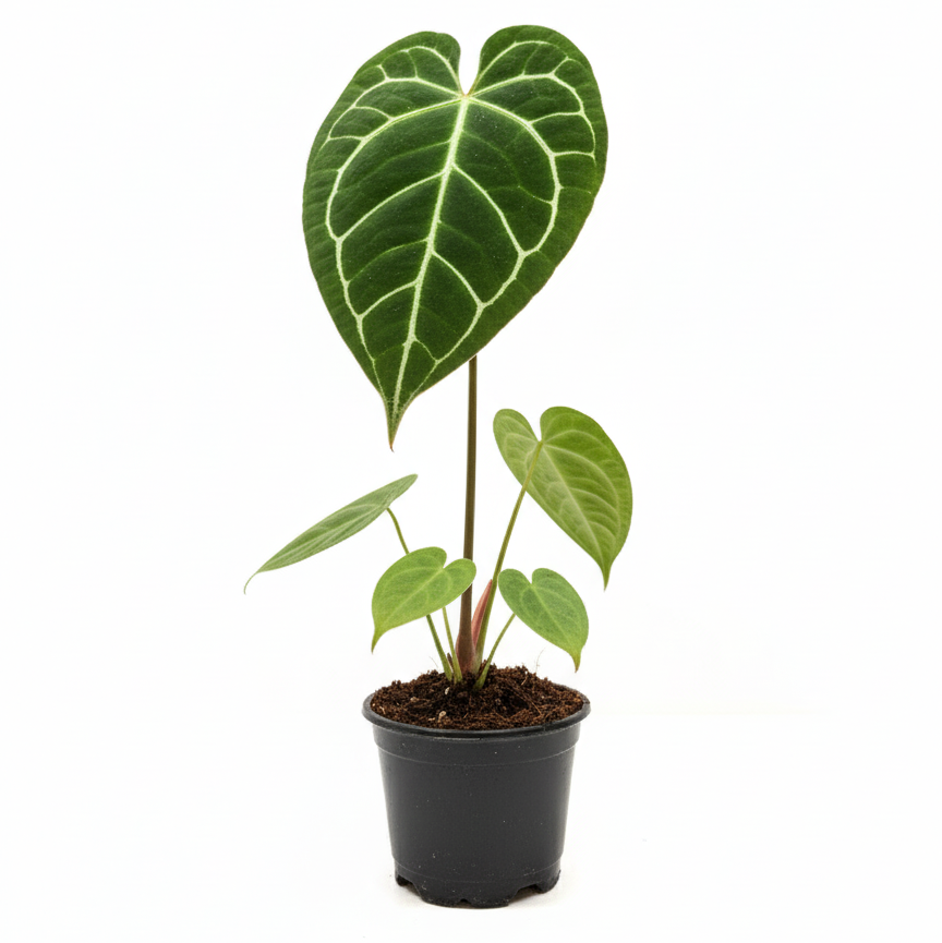 decor plants, 4 inch plants for sale, buy live plant online, plants shop in ca, Anthurium Crystallinum