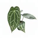 Anthurium Crystallinum for sale, buy Anthurium Crystallinum online, shop Anthurium Crystallinum in ca, plant shops in ca, unique houseplants