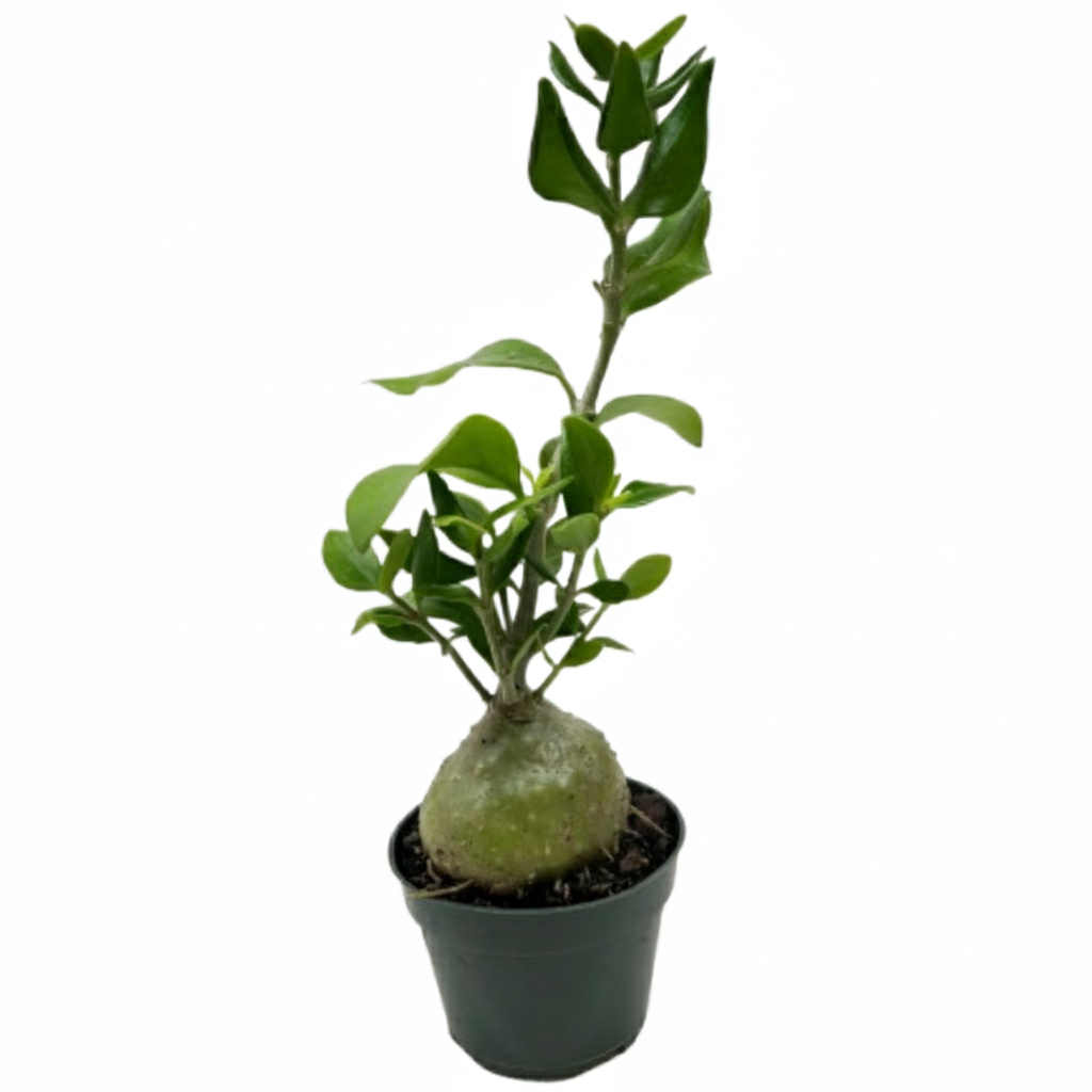4 inch ant plant, unique live houseplants, 4 inch indoor plants, buy houseplants online, plant shops in ca