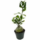 4 inch ant plant, unique live houseplants, 4 inch indoor plants, buy houseplants online, plant shops in ca