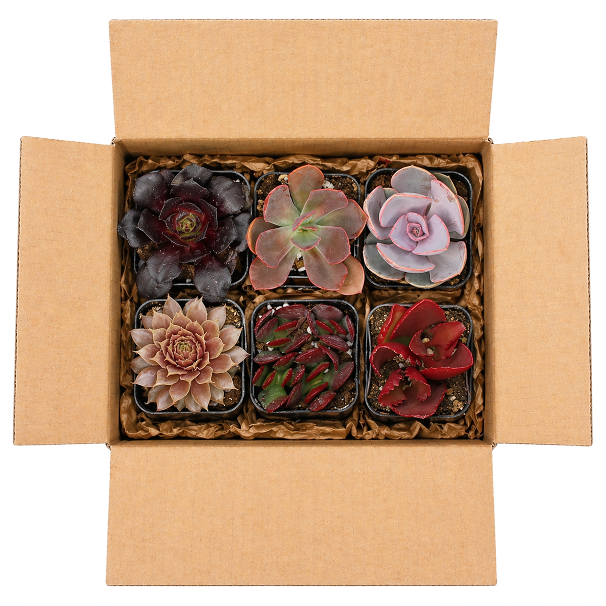 Pink &amp; Purple &amp; Red Succulent Pack for sale, assorted red pink purple succulents indoor decor plants, aesthetic succulent pack pink purple red tones, ombre color succulents pack unique plant mix, valentine succulent gift pink and red plant box
