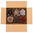 buy colorful succulents pack pink purple red online, mixed pink purple red succulents bundle for home decor, colorful rosette succulents pink purple red shades, low maintenance colorful succulents for beginners