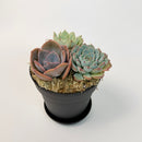 An alternative angled shot of the three-rosette succulent arrangement in a black pot, highlighting the texture and colors of the plants