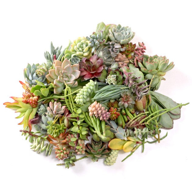 DIY Terrarium Kit, Wedding Favors, Party Favors, Succulent Gift, Fairy Garden Plants, Indoor Gardening