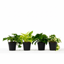 Pothos variety pack, 4-pack live plants, assorted pothos bundle, easy houseplants, trailing vines, air purifying plants, low light houseplants