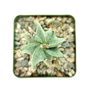 Astrophytum Ornatum Star Cactus for sale, bishop's cap, monk's hood cactus, unique cactus succulent, rare cactus for sale, cactus gift ideas, cactus home garden decoration, cactus, cactus succulent, succulent cactus, cacti, cactus and succulents, succulents box, succulent shop, buy succulents online