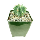 Astrophytum Ornatum Star Cactus for sale, bishop's cap, monk's hood cactus, unique cactus succulent, rare cactus for sale, cactus gift ideas, cactus home garden decoration, cactus, cactus succulent, succulent cactus, cacti, cactus and succulents, succulents box, succulent shop, buy succulents online