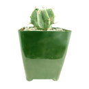 Astrophytum Ornatum Star Cactus for sale, bishop's cap, monk's hood cactus, unique cactus succulent, rare cactus for sale, cactus gift ideas, cactus home garden decoration, cactus, cactus succulent, succulent cactus, cacti, cactus and succulents, succulents box, succulent shop, buy succulents online
