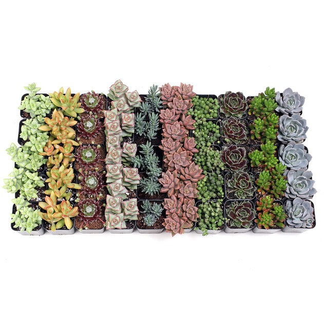 Succulent Multi-pack, Potted Succulents Bulk, DIY Wedding Plants, Affordable Succulents, Nursery Stock, Succulent Resal