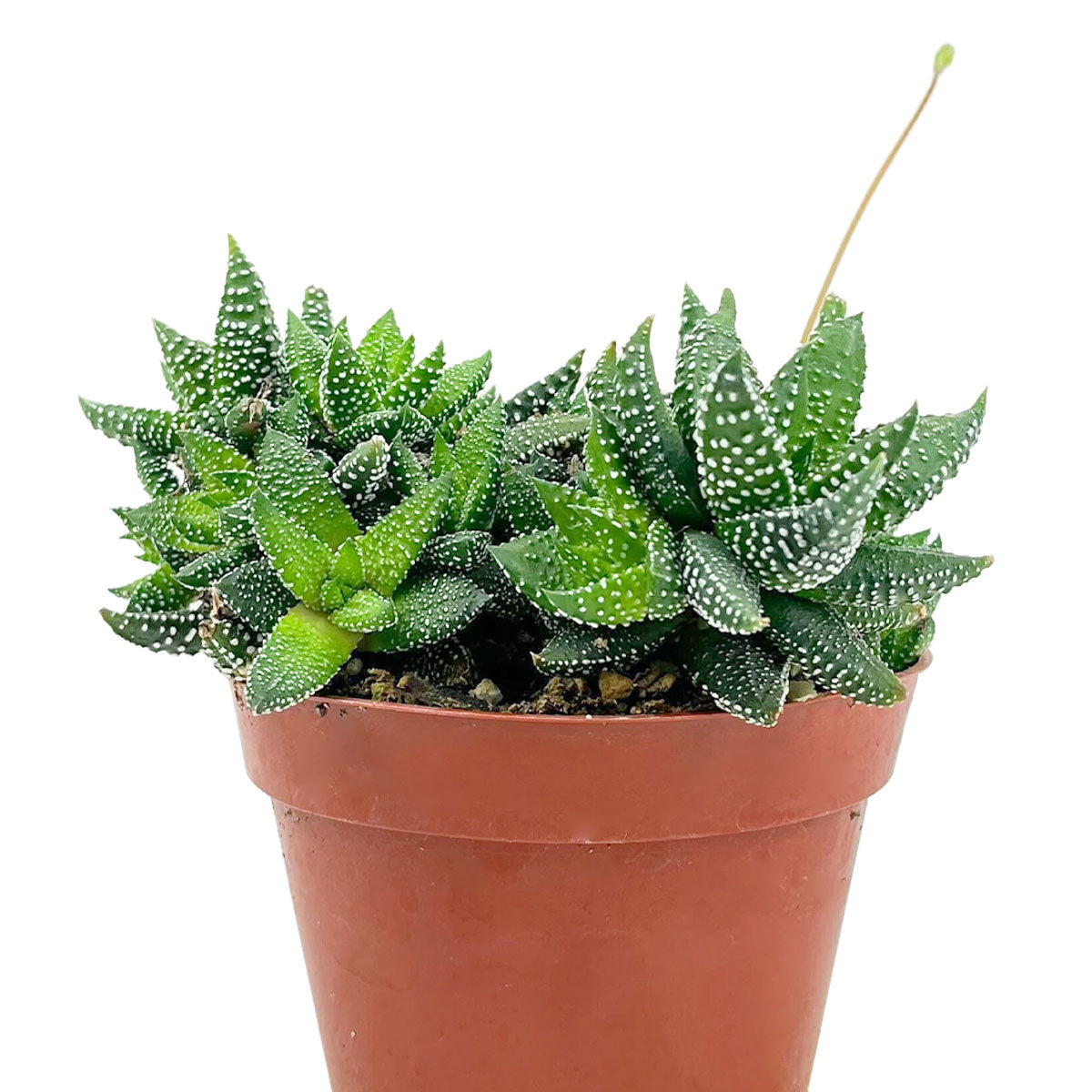 Buy 4-inch Haworthia attenuata Enon Succulent, A stunning zebra-patterned succulent with low maintenance care, Striking Unique Succulents for Home Decor