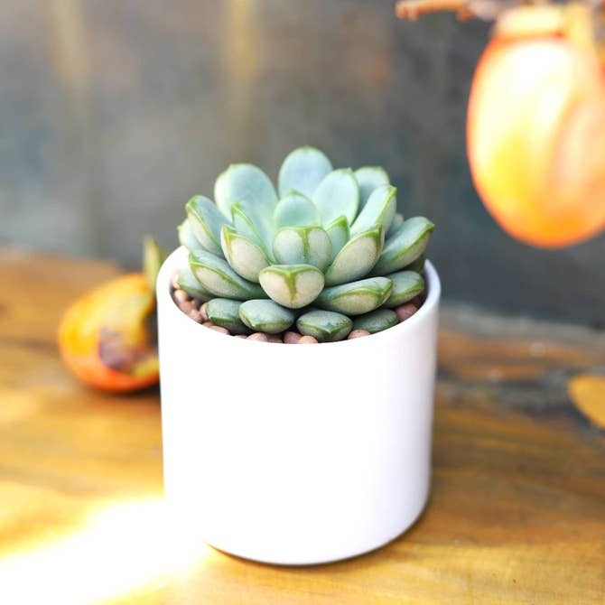 white ceramic pot for succulent, modern cylinder ceramic pot for sale online, planter pot for small succulent