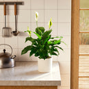 Peace Lily (Spathiphyllum)