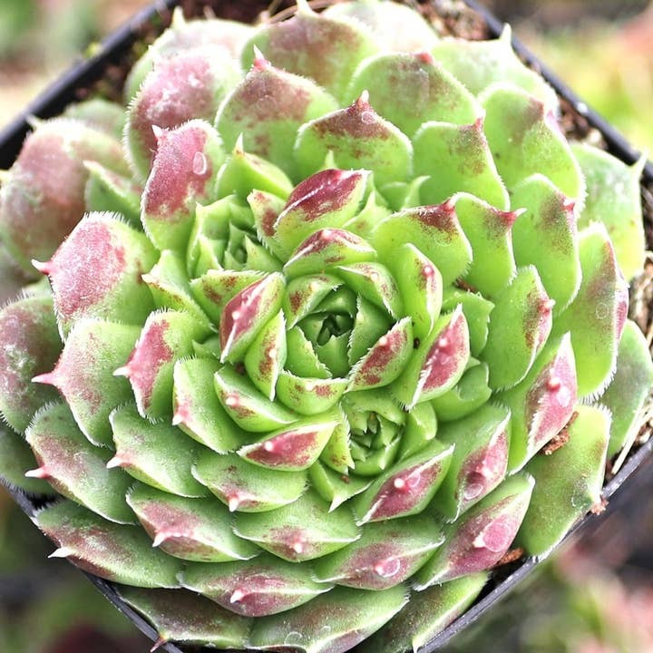 Sempervivum heuffelii 'Dorado'