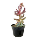 LIve Pink Pachysedum Ganzhou Fully Rooted in 2in/ 4in Pot, Best Cute Chubby Succulents To Grow, Unique Succulent Gift ideas