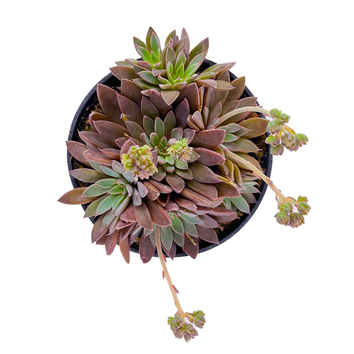 RARE Echeveria Rusby 2in, 4in Plastic Pot for sale, Unique Succulent Gift Decor Ideas, Pink Rosette Shaped Succulent for Wedding