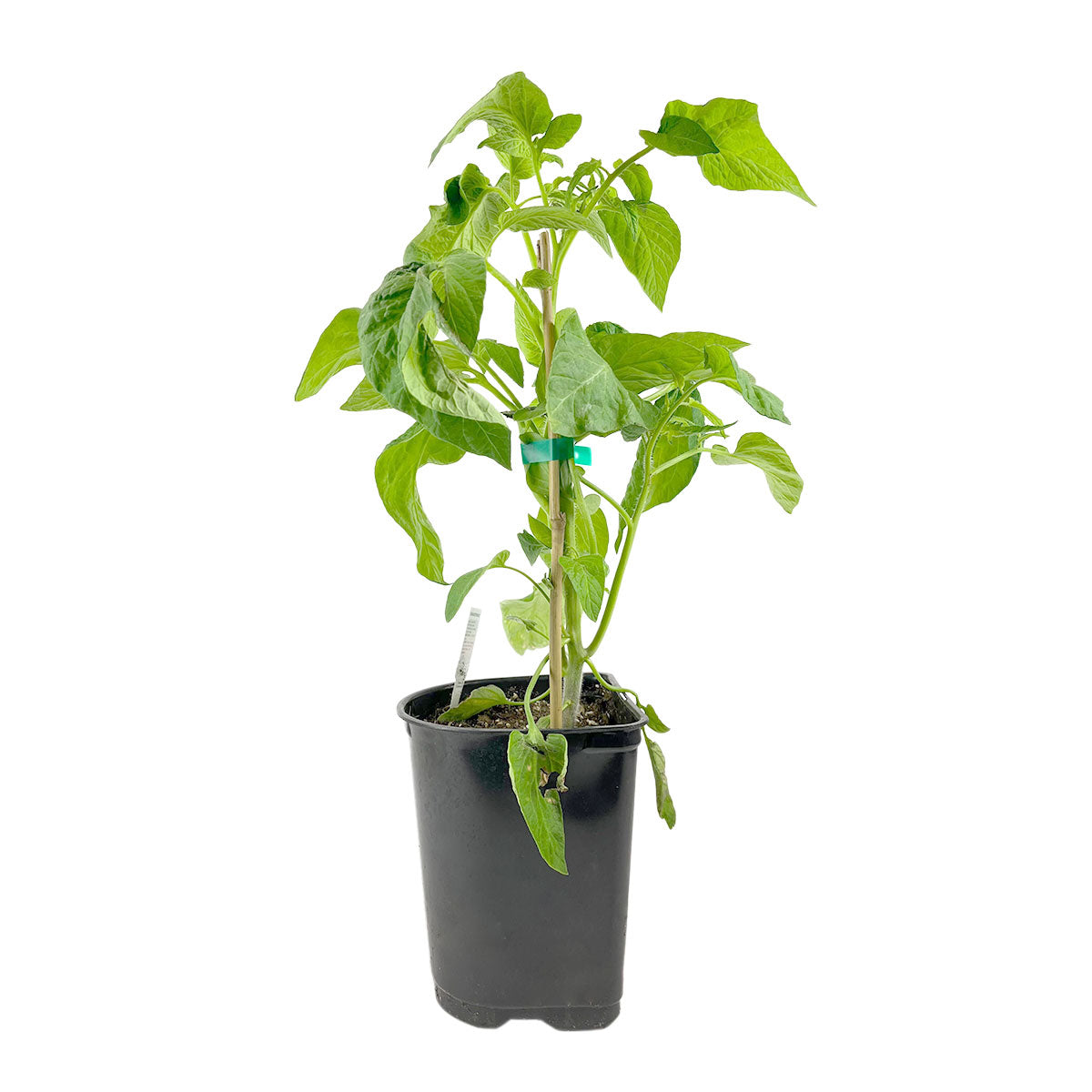 Best Tomato Varieties to Grow in Your Garden, Buy Cherokee Purple (Heirloom) 1 Gallon, popular heirloom variety