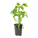 Best Tomato Varieties to Grow in Your Garden, Buy Cherokee Purple (Heirloom) 1 Gallon, popular heirloom variety