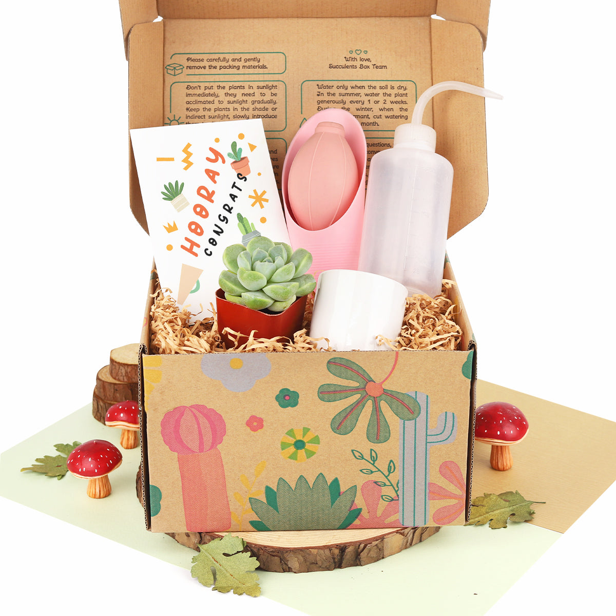 Beginner Kit Gift Box for sale, Succulent Starter Kit, Succulent Kit for Beginner, Best Succulent Gift for Beginner, Succulent Beginner Kit 2025