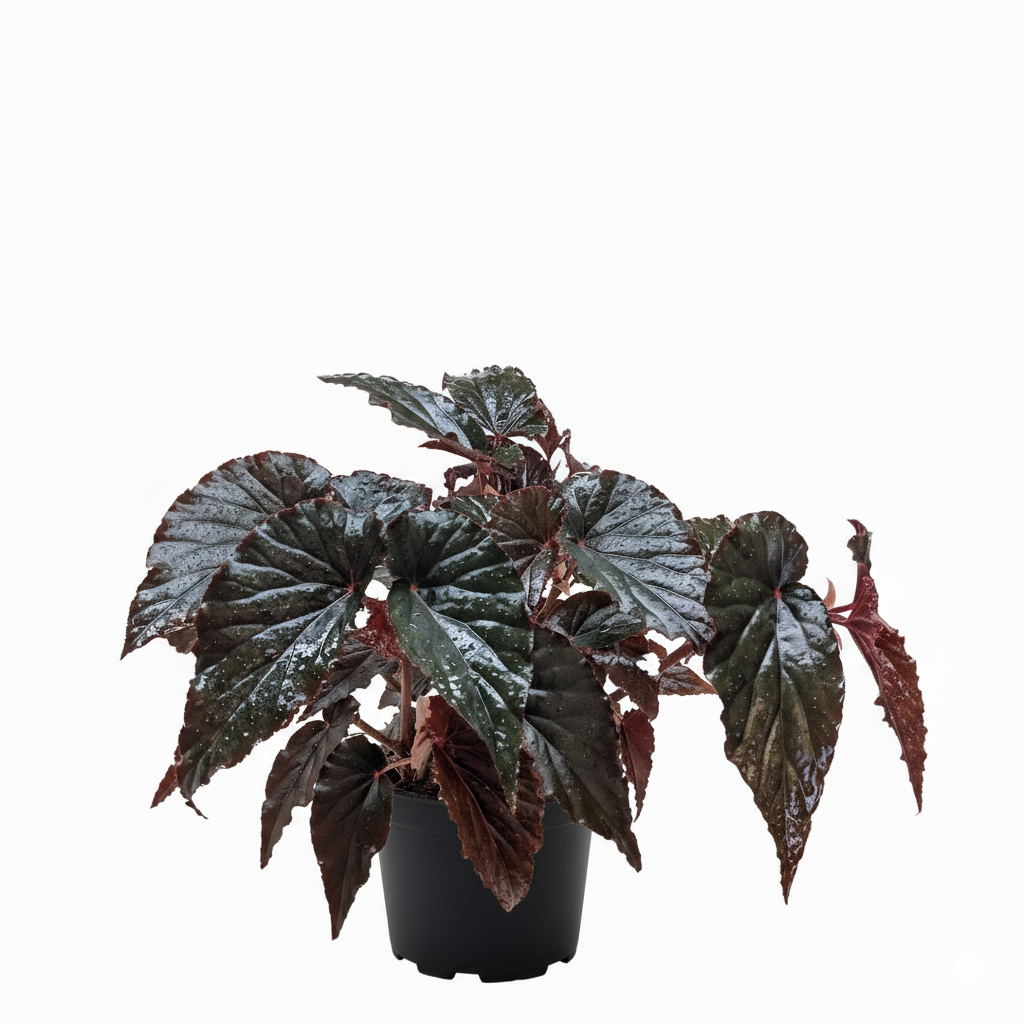 6 inch Begonia Black Magic, Begonia plants for sale, buy Begonia plants online, live indoor plants, plant shops in ca