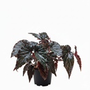 6 inch Begonia Black Magic, Begonia plants for sale, buy Begonia plants online, live indoor plants, plant shops in ca