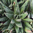 6-inch Gasteraloe beguinii succulent with pointed, white-spotted dark green leaves
