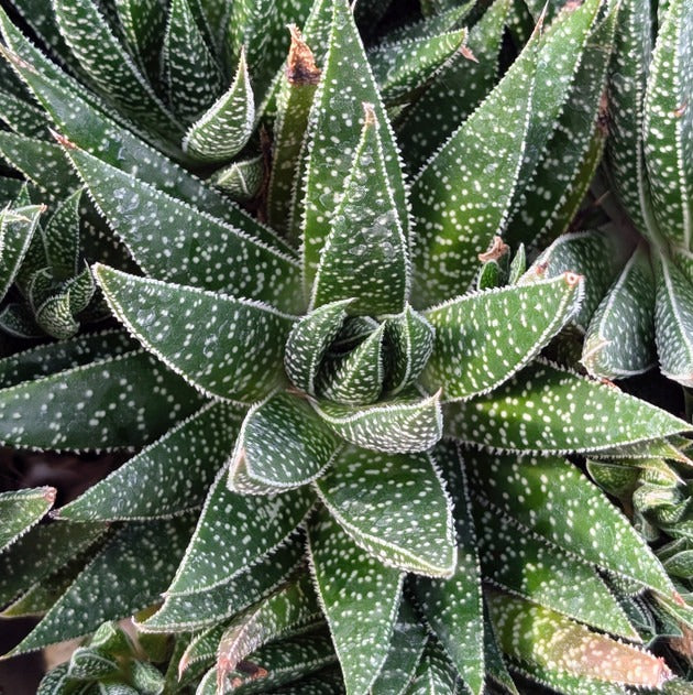 Gasteraloe beguinii