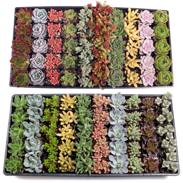 Bulk Succulents, Wholesale Plants, 2 inch Succulents, Cheap Succulents, Live Plants Bulk, Succulent Favors