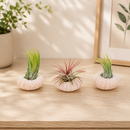 Pink Urchin with Tillandsia Air Plant for sale, decorative tabletop tillandsia centerpiece, handcrafted shell air plant arrangement, exotic tropical air plant display, nautical inspired home decor plant, unique air plant gift idea