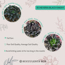 Echeveria Black Knight, indoor succulents, Succulents shop near me, succulents shop in California, monthly succulents, succulent plant, succulents store in CA, Succulents, how to grow succulents, Echeveria Black Knight in California, How to grow Echeveria Black Knight,echeveria, echeveria succulent, echeveria types, succulent echeveria, buy succulents online, succulent shop, succulent store, echeveria plant, indoor succulents