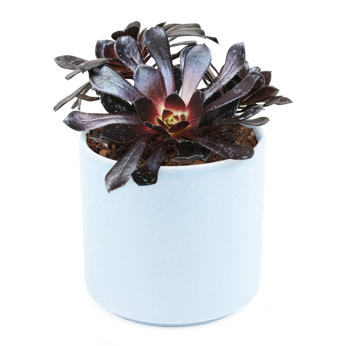 black succulents near me Black Rose Zwartkop Aeonium
