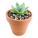 Crested Blue Atoll Echeveria for sale , succulent subscription, Succulents, succulents garden, succulent care, how to grow succulents, Succulents shop near me, succulent plant, monthly succulents, Blue Atoll Echeveria in California, How to grow Crested Blue Atoll Echeveria, echeveria, echeveria succulent, echeveria types, succulent echeveria, buy succulents online, succulent shop, succulent store, echeveria plant,  indoor succulents.