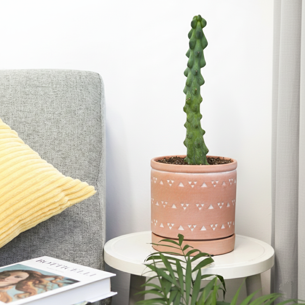 4 inch Boobie Cactus, unique cactus for sale, indoor succulents, 4 inch cactus, buy succulents online