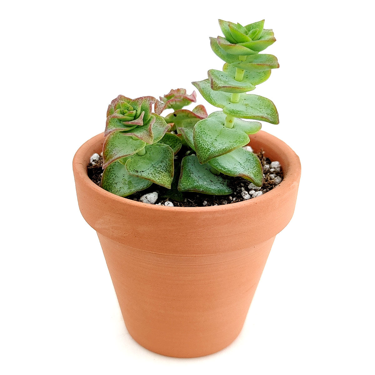 marble buttons succulent Variegated String of Buttons for Sale