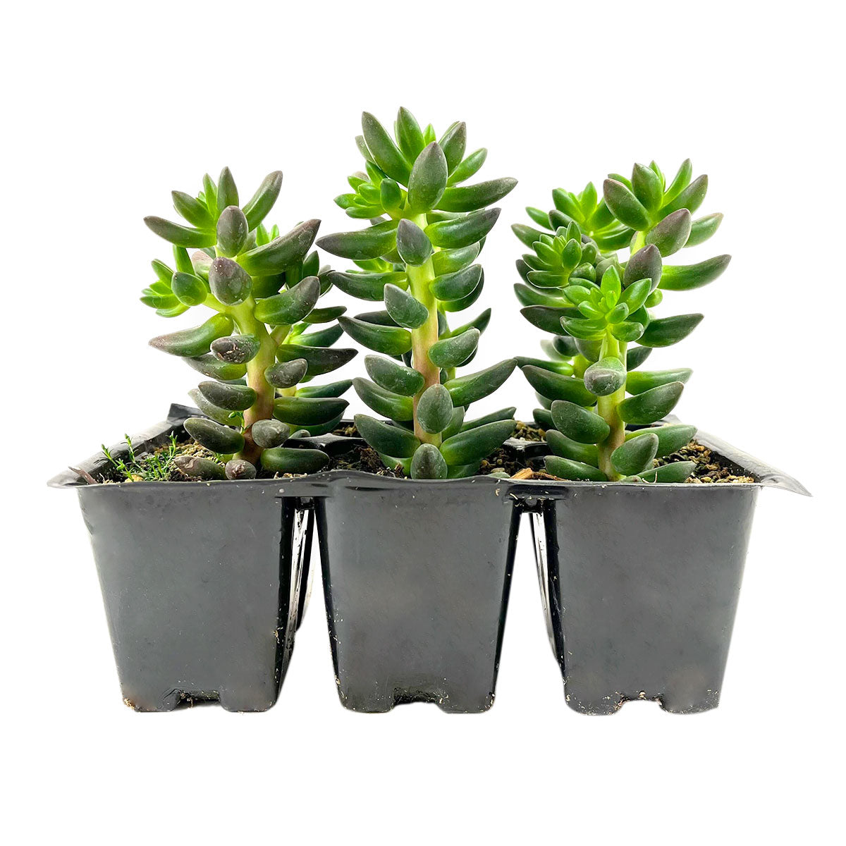 beady succulent Easy-Care Sedeveria Jet Beads