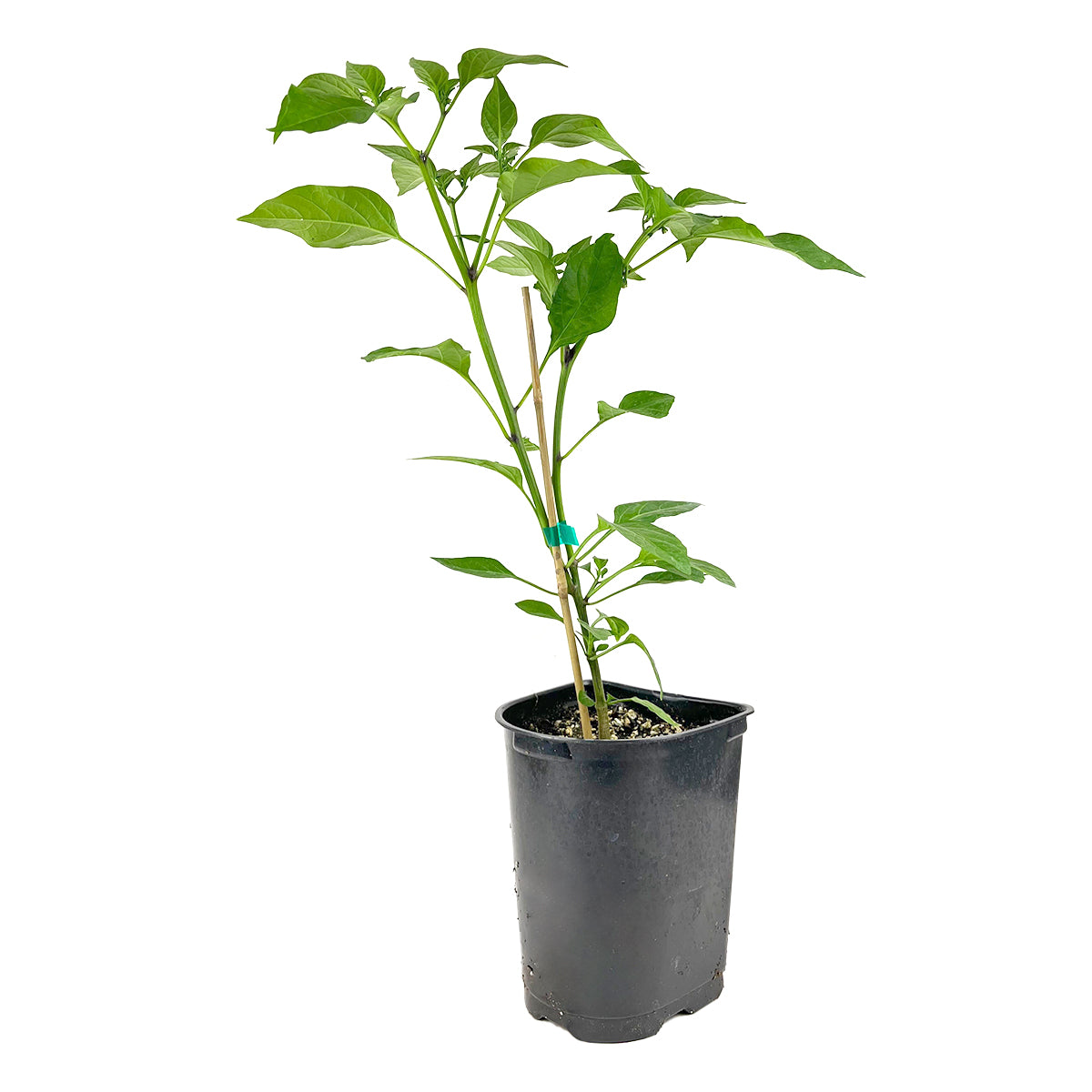 Jalapeño Pepper, chili pepper, 1 gallon chili pepper for sale, buy chili pepper online, chili pepper live plant in ca