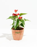 Flamingo Flower