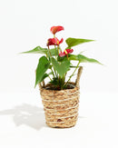Flamingo Flower