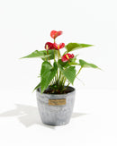 Flamingo Flower