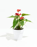 Flamingo Flower