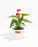 Flamingo Flower